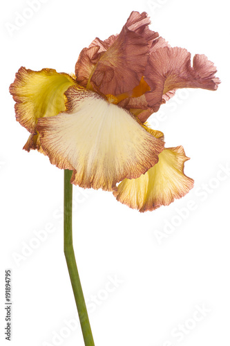 Fototapeta Naklejka Na Ścianę i Meble -  iris flower isolated