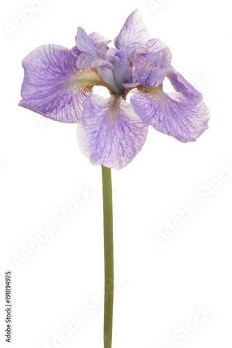 Fototapeta Naklejka Na Ścianę i Meble -  iris flower isolated