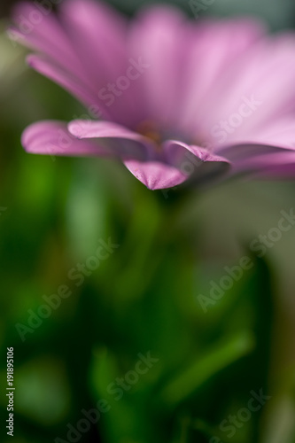 Close up of pink African daisy, Osteospermum, flower