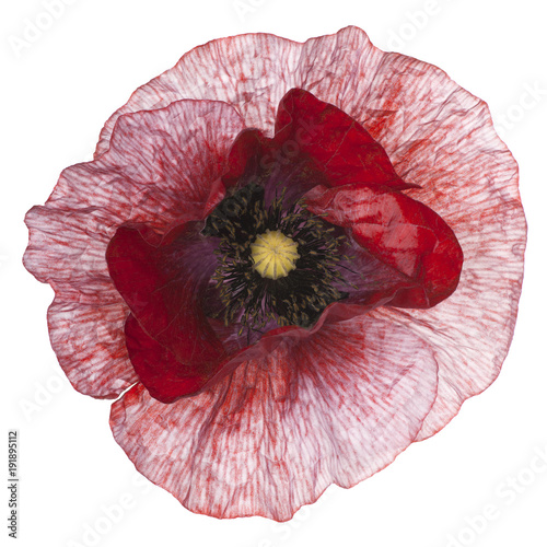 Fototapeta Naklejka Na Ścianę i Meble -  poppy flower isolated