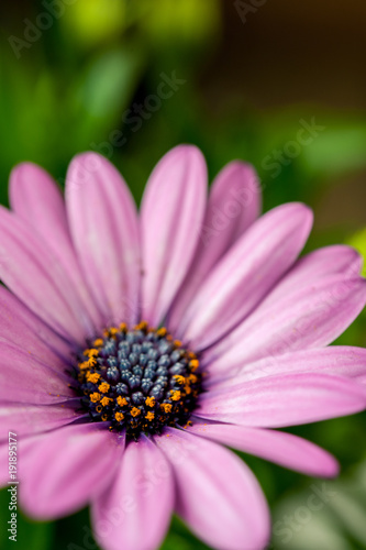 Close up of pink African daisy, Osteospermum, flower