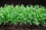 green fennel on soil