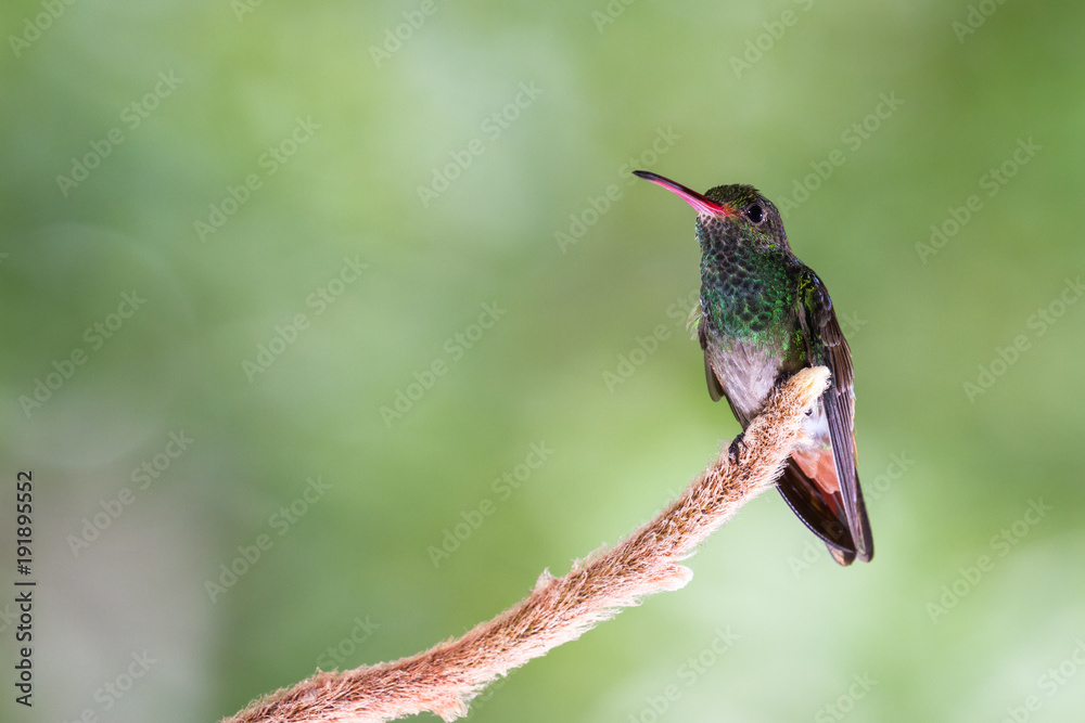 Fototapeta premium rufous-tailed hummingbird - Amazilia tzacatl
