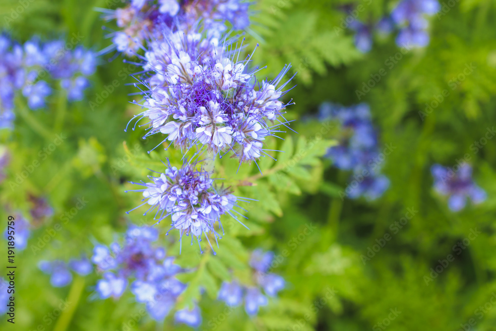 Blooming phacelia plants in July. Blooming phacelia plants in July.