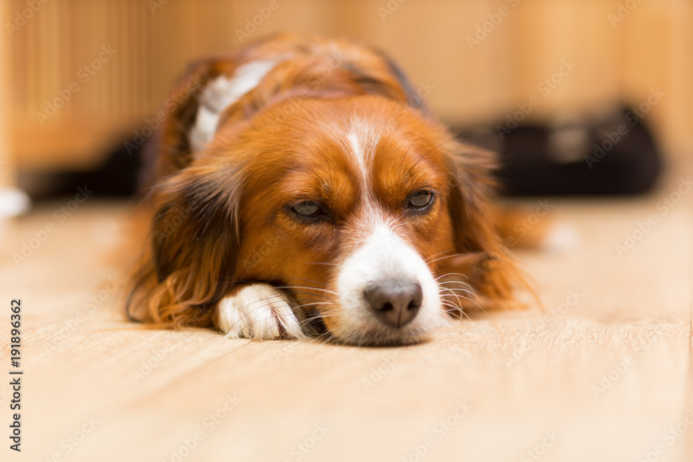 Red mongrel dog lies on the floor - obrazy, fototapety, plakaty 