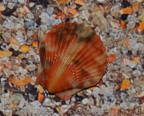 shell