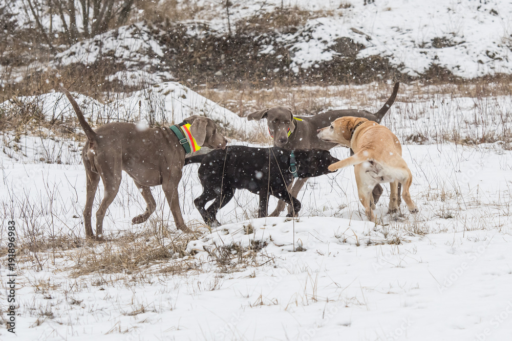 Gruppe von Jagdhunden im Schnee Gruppe von Jagdhunden im Schnee