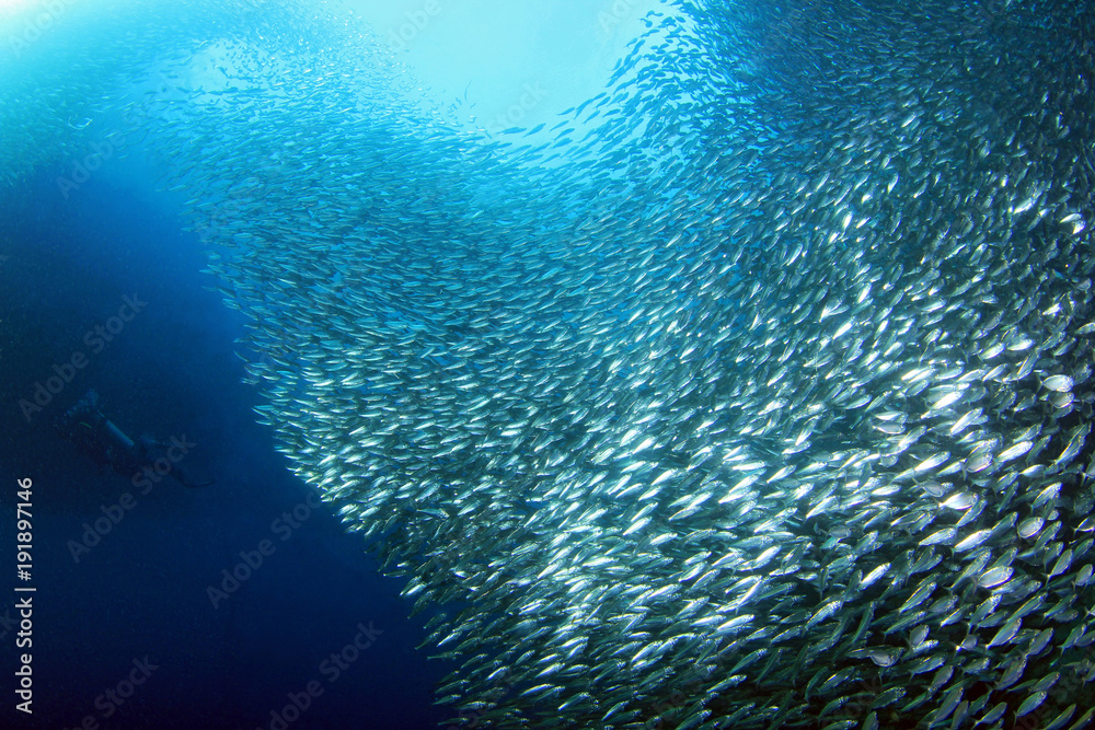 Fototapeta premium Sardine Run in Moalboal. Cebu, Philippines