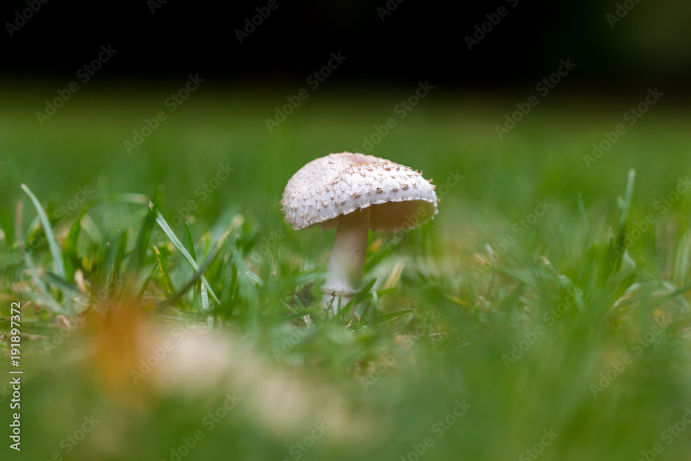 Mushroom