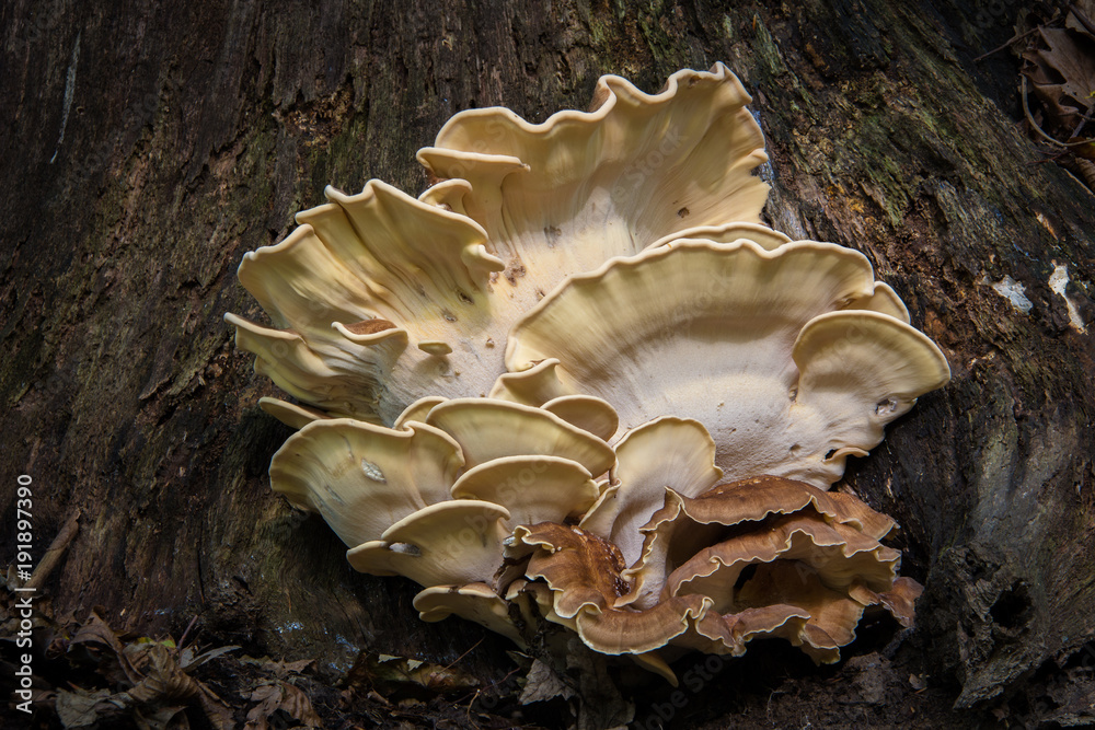 Tree Mushroom Funghi Cluster