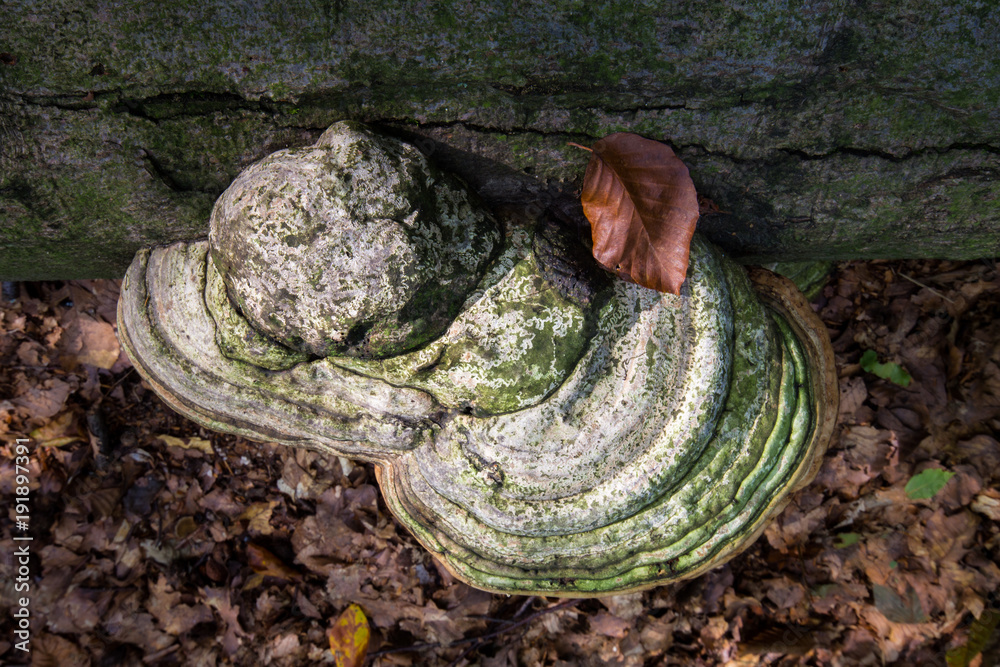 Tree Mushroom Funghi Cluster