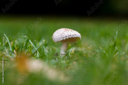 Obraz na płótnie Mushroom w salonie