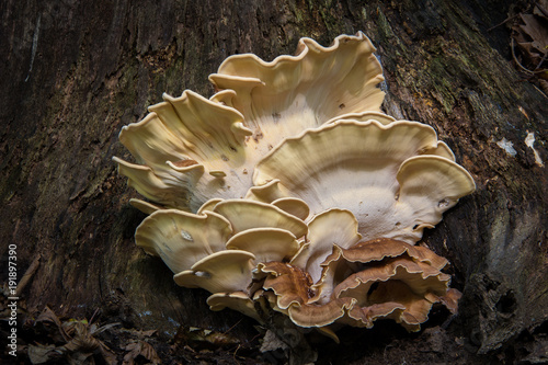 Obraz na płótnie Tree Mushroom Funghi Cluster w salonie