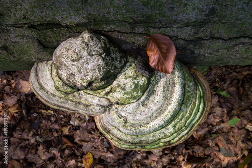 Obraz na płótnie Tree Mushroom Funghi Cluster w salonie