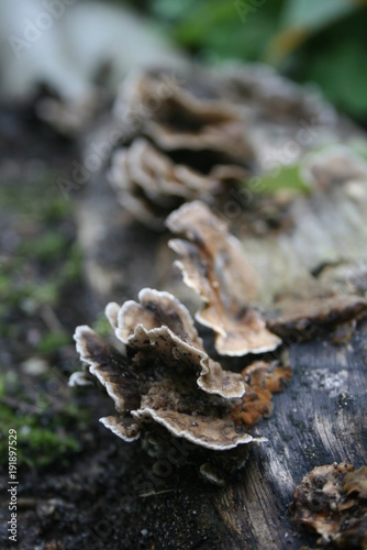 Pilze auf einem Baumstamm