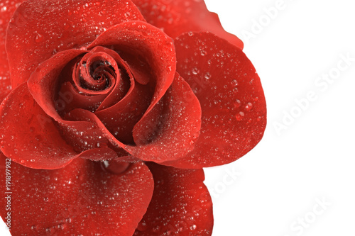 Fototapeta Naklejka Na Ścianę i Meble -  red rose flower with drops of dew isolated on white background