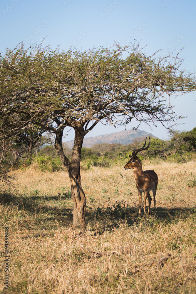 Antilope bei Safari in Südafrika Antilope bei Safari in Südafrika