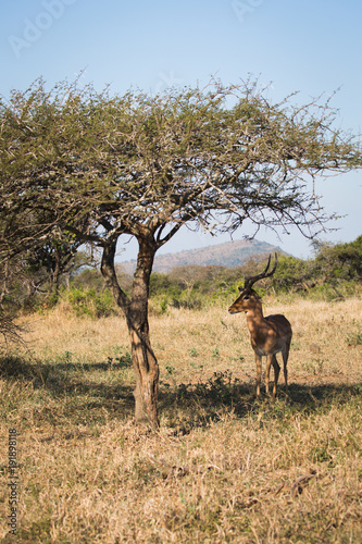 Antilope bei Safari in S  dafrika