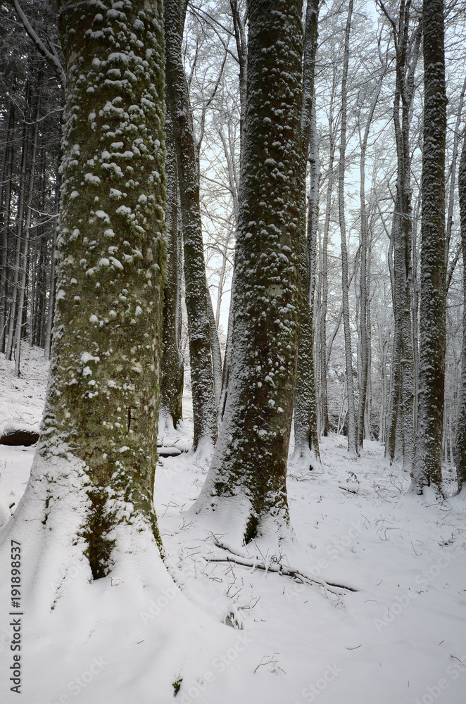 beautiful snow-covered forest beautiful snow-covered forest