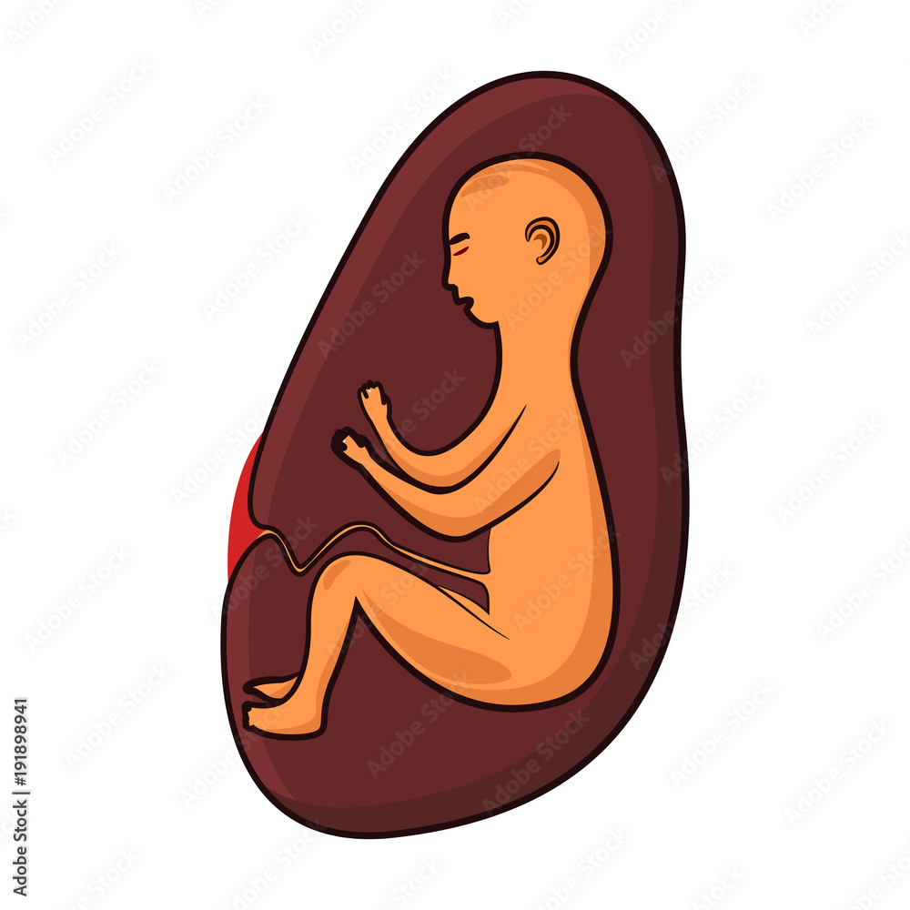 Vector illustration of human embryo on a white background Vector illustration of human embryo on a white background