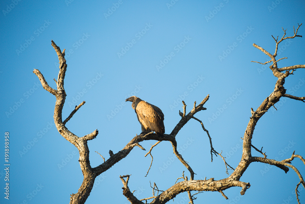Geier auf Baum in Afrika Geier auf Baum in Afrika