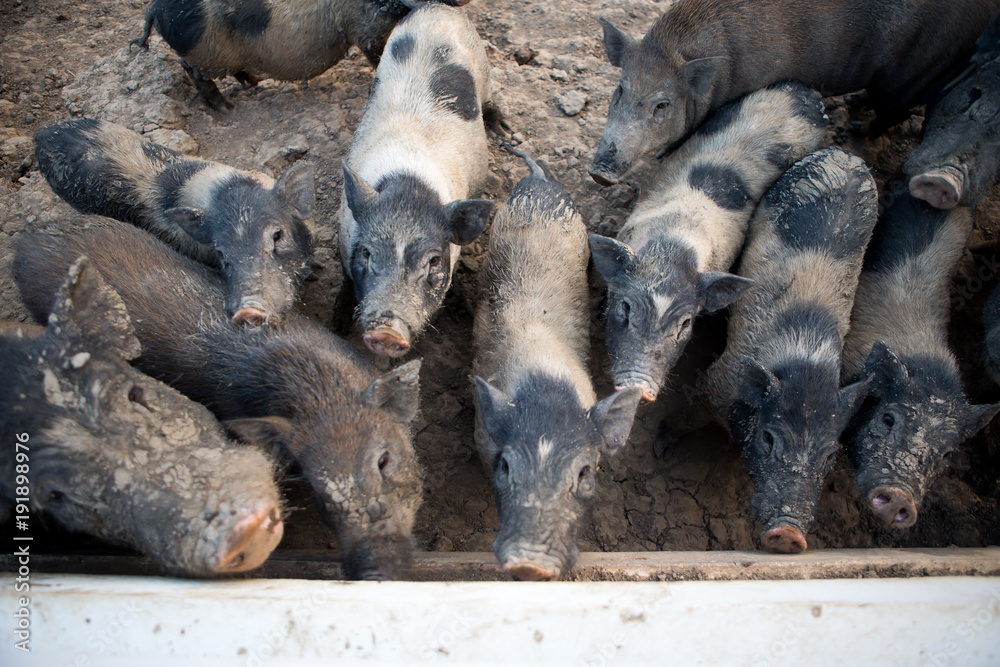 Group of saddle back pig in farm Group of saddle back pig in farm