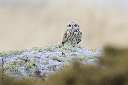 short-eared owl