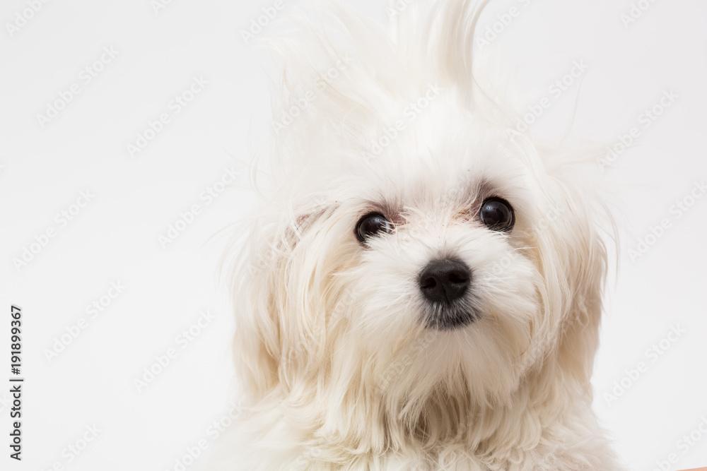 Maltese puppy Maltese puppy