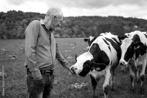 Black and White Photo of Senior Farmer Proudly Looking at His Cows in the Countryside Outdoors.