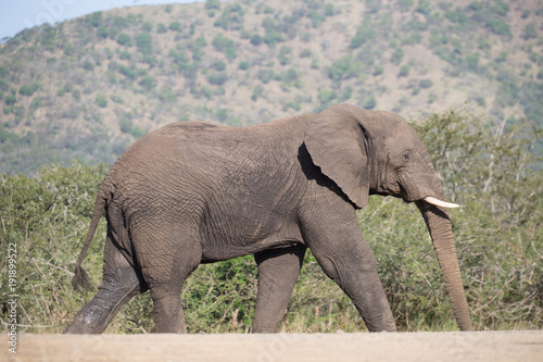 Afrikanischer Elefant in Safari in S  darfika