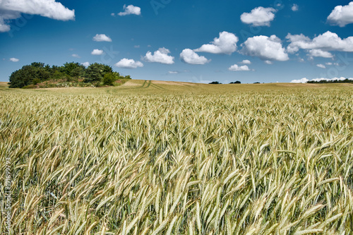 rye field