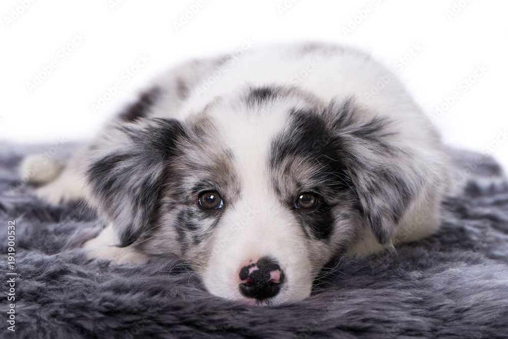 Border Collie Welpe liegt müde auf grauem Fell Border Collie Welpe liegt müde auf grauem Fell