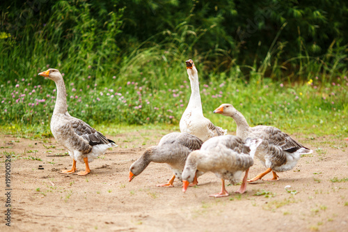 Geese on the field photo