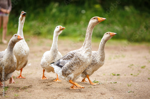 Geese on the field photo