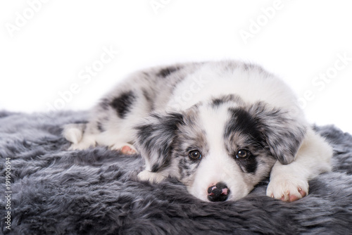 Fototapeta Naklejka Na Ścianę i Meble -  Border Collie Welpe liegt müde auf grauem Fell