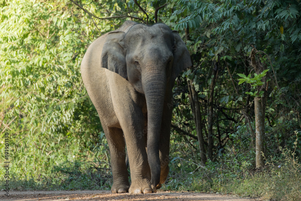 Asiatic Elephant is big five animal in asia