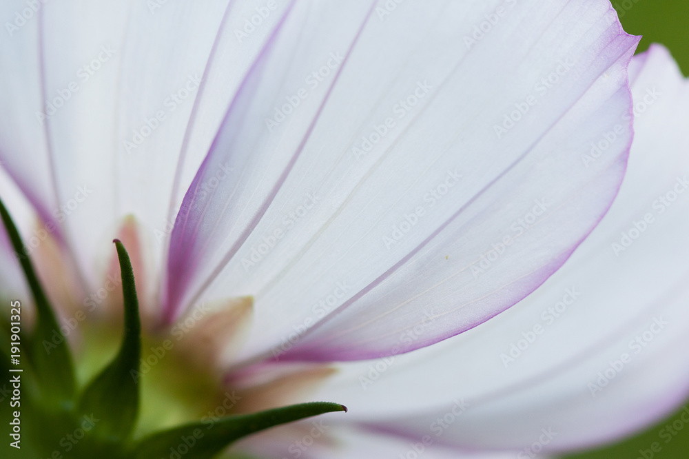 beautiful cosmos with bright white-violet petals
