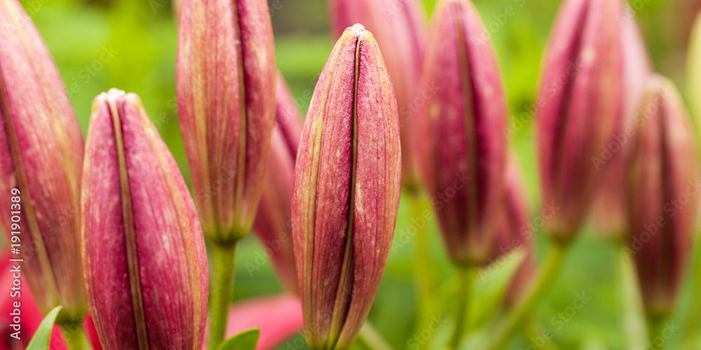 several beautiful variegated red lily buds several beautiful variegated red lily buds