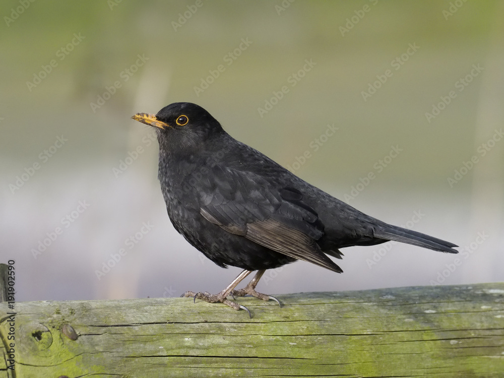 Blackbird, Turdus merula Blackbird, Turdus merula