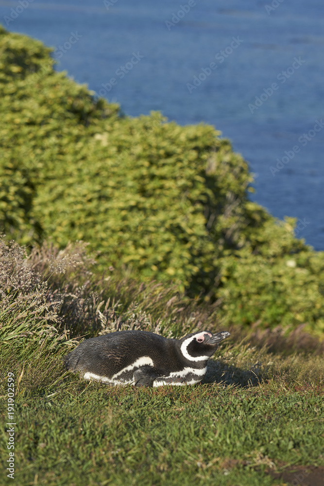 Fototapeta premium Magellanic Penguin (Spheniscus magellanicus) lying in the grass on the coast of Carcass Island in the Falkland Islands.