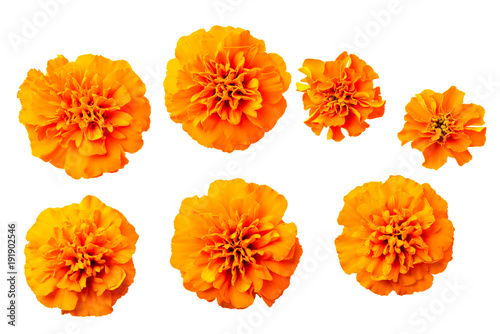 fresh orange marigold flowers isolated on white, top view photo