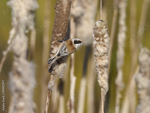 Penduline tit, Remiz pendulinus photo