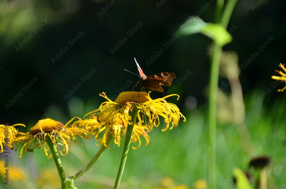 Butterfly on flower
