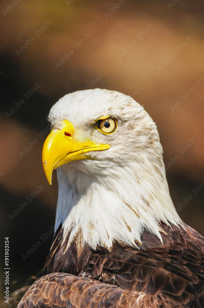 Obraz premium American eagle