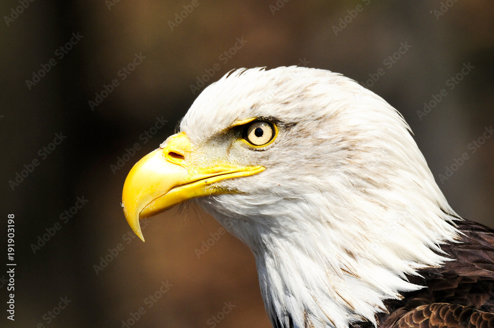 American eagle American eagle