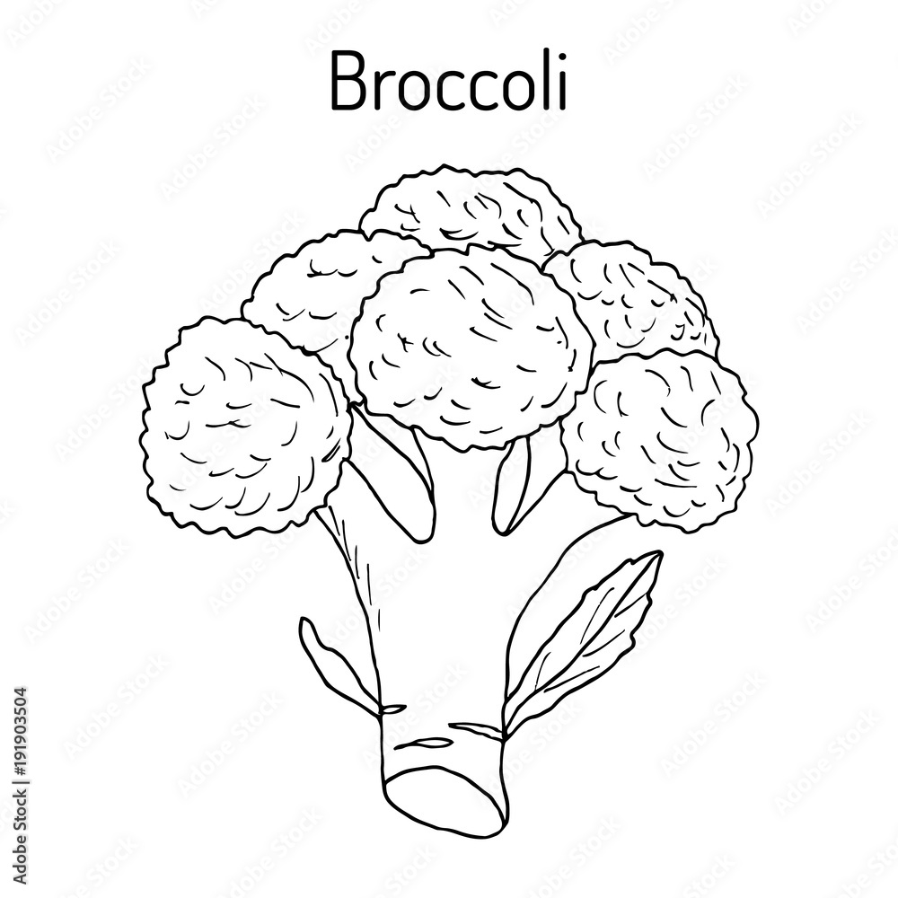 Broccoli Brassica oleracea , edible green plant Broccoli Brassica oleracea , edible green plant