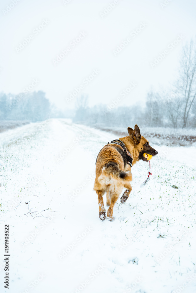 Naklejka premium Leisure exercise with dog outdoor at winter