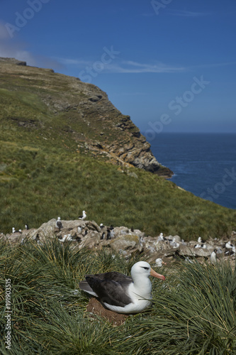 Black-browed Albatross (Thalassarche melanophrys) sitting on its chick in a nest on the cliffs of West Point Island in the Falkland Islands.