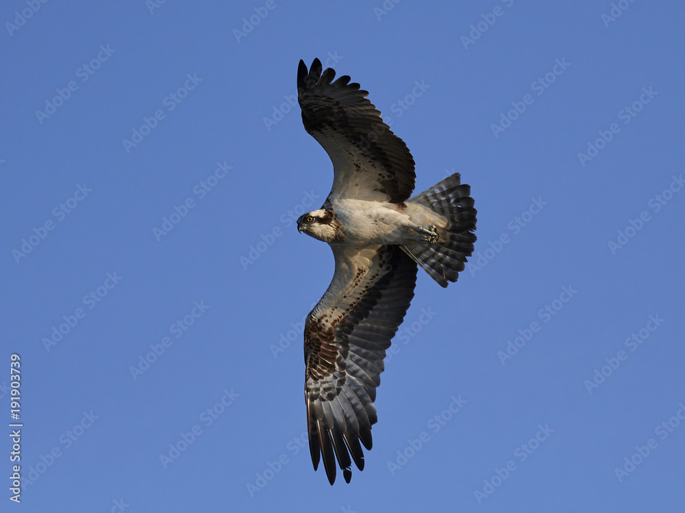 Fototapeta premium Osprey (Pandion haliaetus)