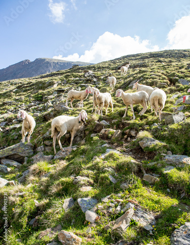 Sheep are free in the alps and enjoy the sun